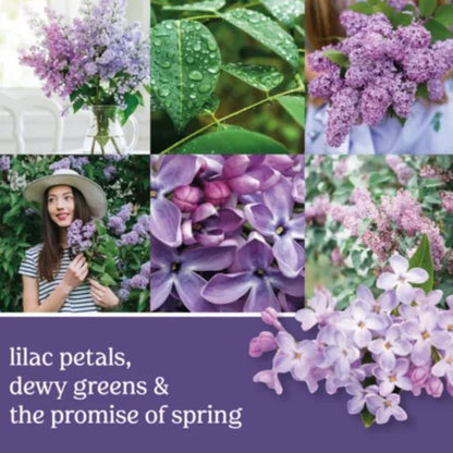 Lilac Blossoms Signature Large Jar
